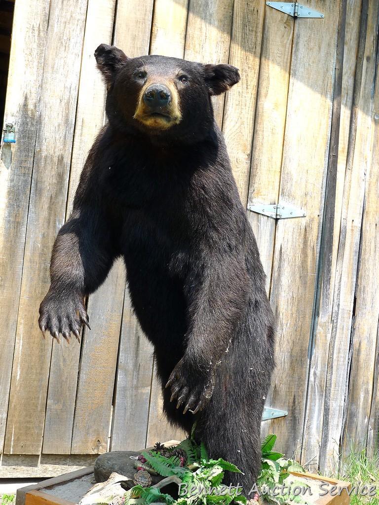 Nice full body black bear mount is about 4' tall. Nicely done mount is in good condition.