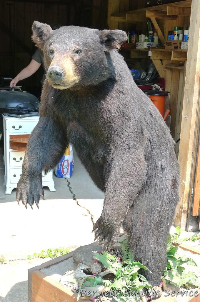 Nice full body black bear mount is about 4' tall. Nicely done mount is in good condition.