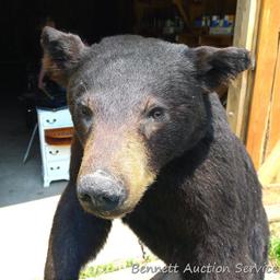 Nice full body black bear mount is about 4' tall. Nicely done mount is in good condition.