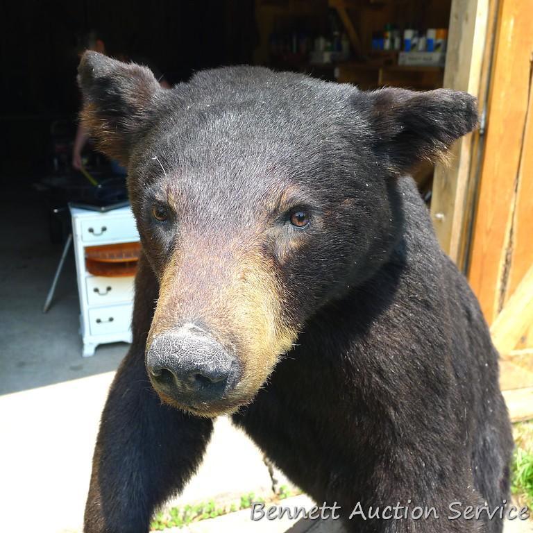 Nice full body black bear mount is about 4' tall. Nicely done mount is in good condition.