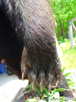 Nice full body black bear mount is about 4' tall. Nicely done mount is in good condition.