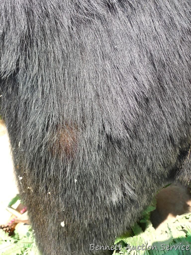 Nice full body black bear mount is about 4' tall. Nicely done mount is in good condition.