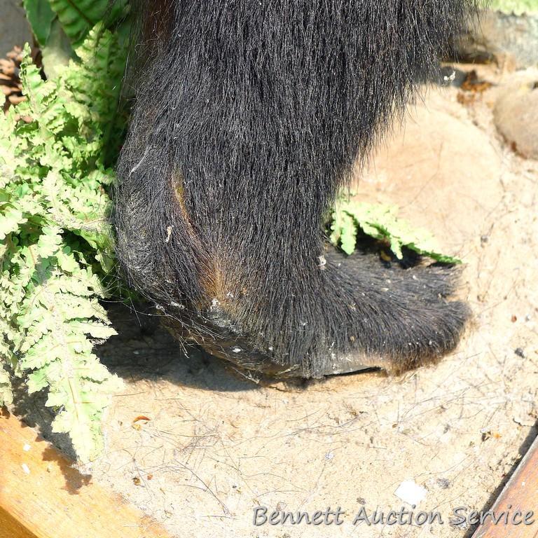 Nice full body black bear mount is about 4' tall. Nicely done mount is in good condition.