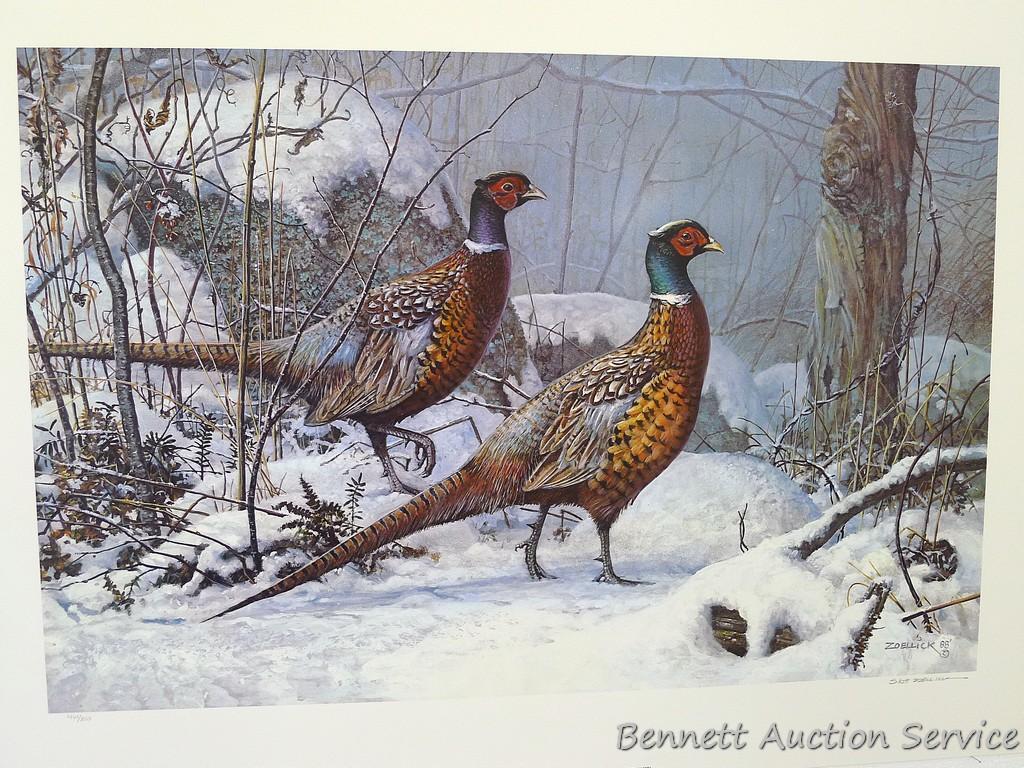 Four signed & numbered pheasant prints including: Winter Ring necks by Scott Zoellick (21? x 29?);