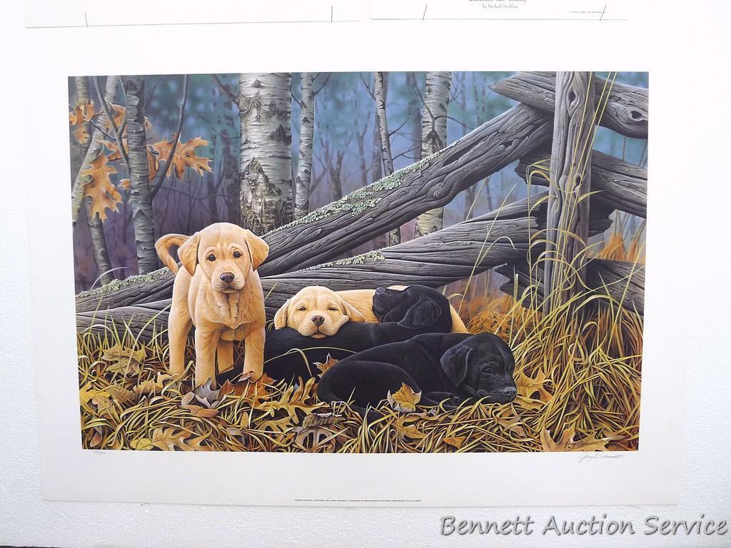 Two signed & numbered Labrador prints, plus 'Chocolate Lab -Brandy' by Michael Steddum. Jerry