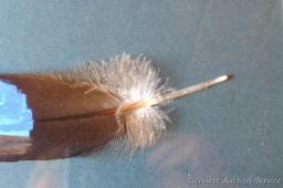 Pretty framed and matted feather has been painted with a Native American scene. Approx 15" x 10"