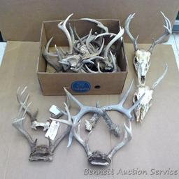 Lots of deer antlers, include a couple of European mounts. Great for the wall of your cabin or used