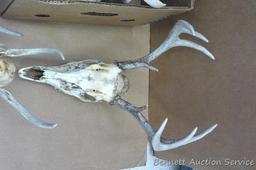 Lots of deer antlers, include a couple of European mounts. Great for the wall of your cabin or used
