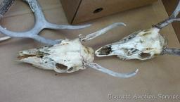 Lots of deer antlers, include a couple of European mounts. Great for the wall of your cabin or used