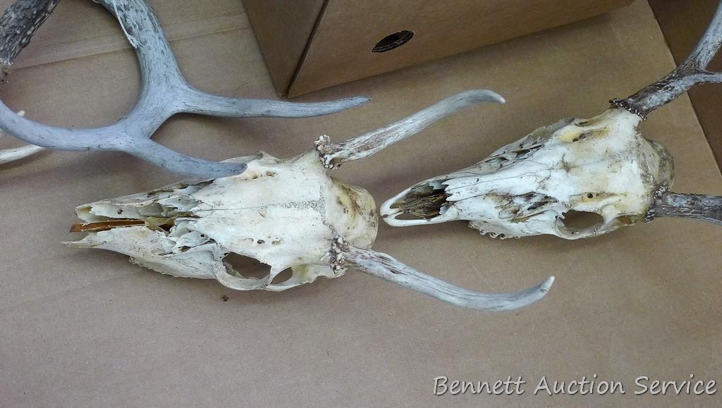 Lots of deer antlers, include a couple of European mounts. Great for the wall of your cabin or used