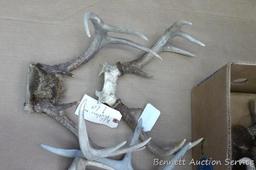 Lots of deer antlers, include a couple of European mounts. Great for the wall of your cabin or used