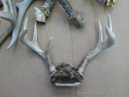 Lots of deer antlers, include a couple of European mounts. Great for the wall of your cabin or used