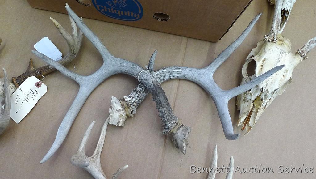 Lots of deer antlers, include a couple of European mounts. Great for the wall of your cabin or used