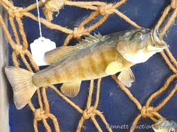 Large wooden fish mount display wall hanging. Display measures approx.. 29" x 26" x 6".