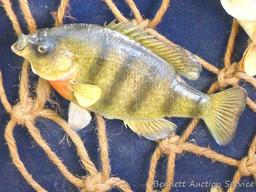 Large wooden fish mount display wall hanging. Display measures approx.. 29" x 26" x 6".