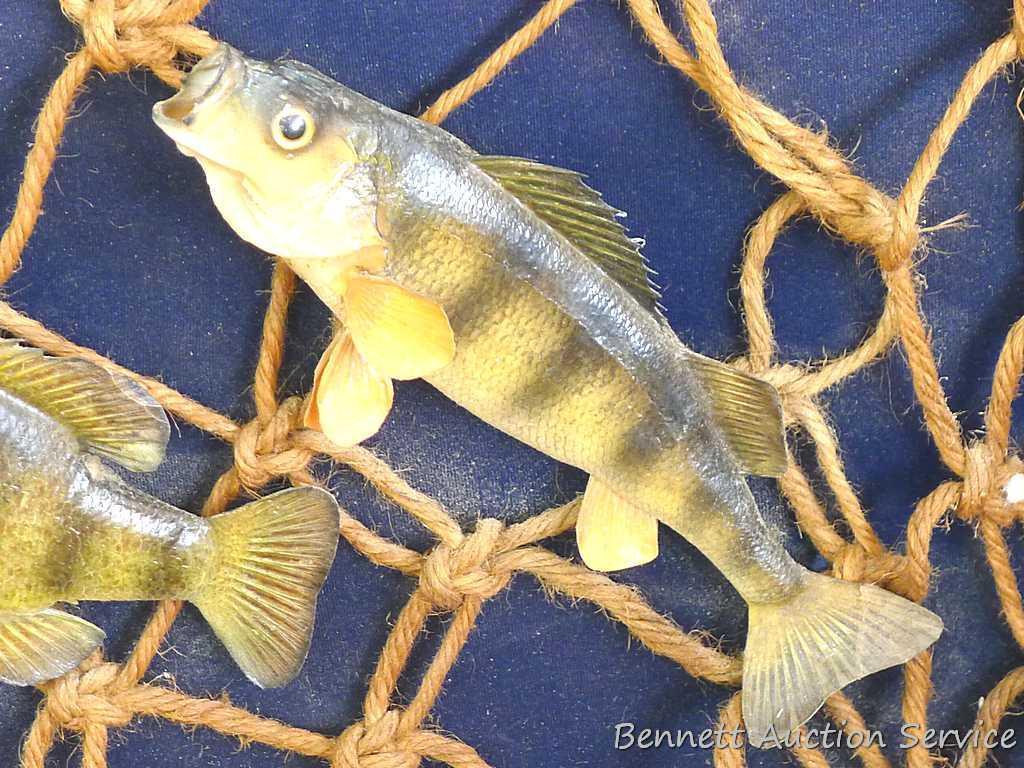 Large wooden fish mount display wall hanging. Display measures approx.. 29" x 26" x 6".