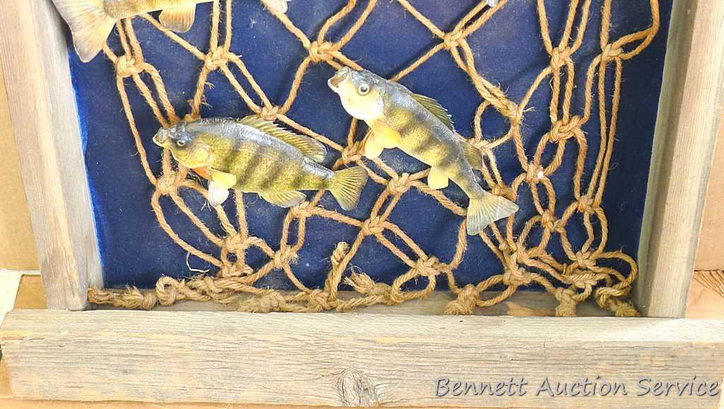 Large wooden fish mount display wall hanging. Display measures approx.. 29" x 26" x 6".