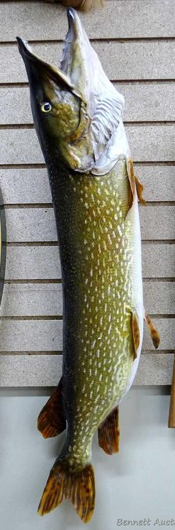 Really nice fish mount is 39" long overall. In nice condition and hangs the long way on the wall.