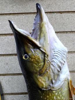 Really nice fish mount is 39" long overall. In nice condition and hangs the long way on the wall.