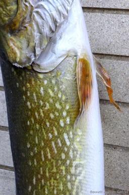 Really nice fish mount is 39" long overall. In nice condition and hangs the long way on the wall.