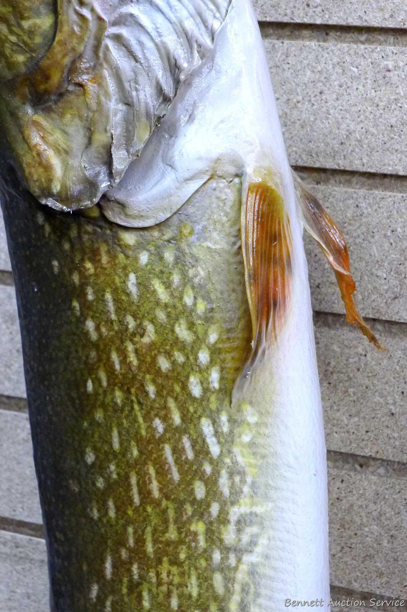 Really nice fish mount is 39" long overall. In nice condition and hangs the long way on the wall.