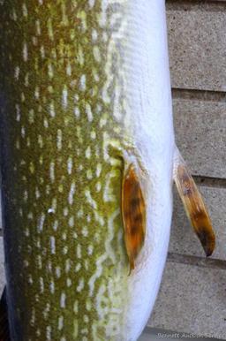 Really nice fish mount is 39" long overall. In nice condition and hangs the long way on the wall.