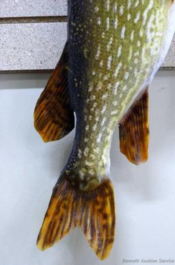 Really nice fish mount is 39" long overall. In nice condition and hangs the long way on the wall.