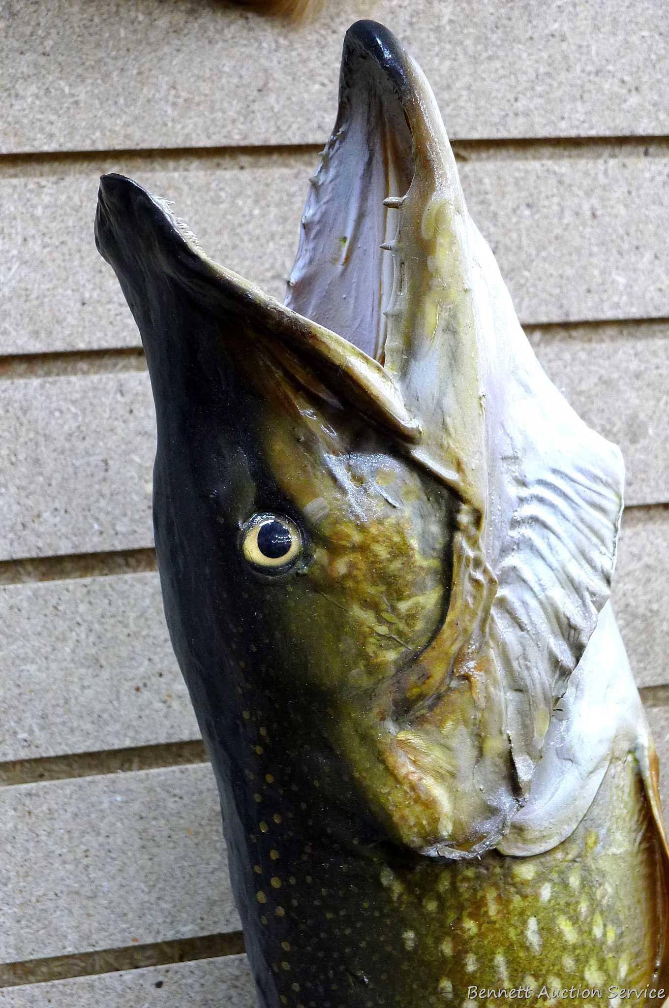 Really nice fish mount is 39" long overall. In nice condition and hangs the long way on the wall.