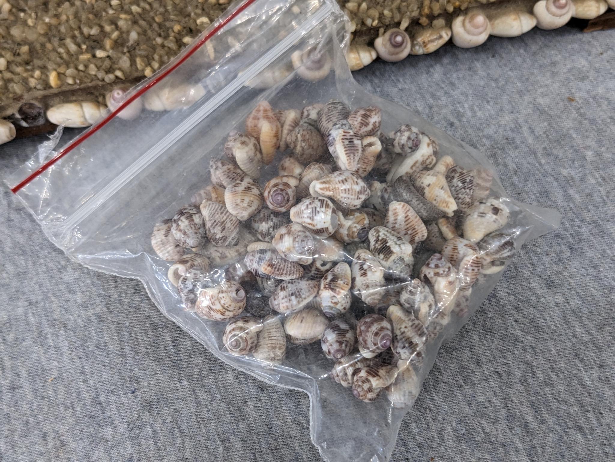 Interesting clock made with shells; measures 12" x 6-1/2" x 10-1/2" tall. Seller states it works and