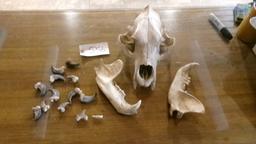 26" X 49" COWHIDE RUG, BEAR SKULL, 11 BEAR CLAWS, & A SHARK TOOTH