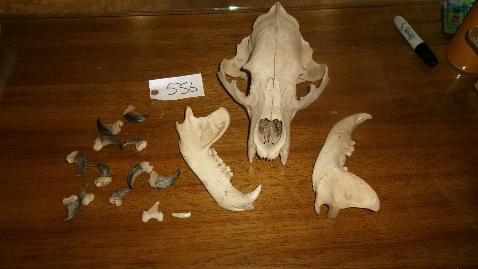 26" X 49" COWHIDE RUG, BEAR SKULL, 11 BEAR CLAWS, & A SHARK TOOTH