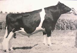 Semen - Bridon ASTRO JET!