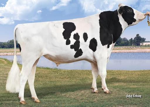 Semen - Mountfield SSI DCY MOGUL!