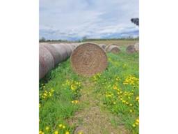 25 Bales of 1st Cut Dry Hay, Net Wrapped, Stored Inside