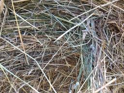 20 - 4x4 Baled by John Deere Round Baler, 2024 1st Cut Hay  - No Rain When Baled