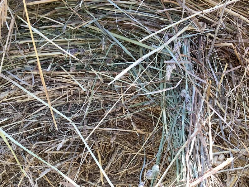 20 - 4x4 Baled by John Deere Round Baler, 2024 1st Cut Hay  - No Rain When Baled