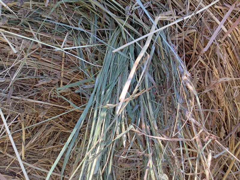 20 - 4x4 Baled by John Deere Round Baler, 2024 1st Cut Hay  - No Rain When Baled