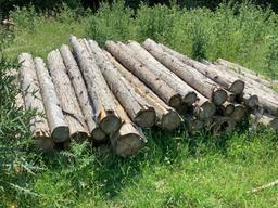 50 - 8' Cedar Posts