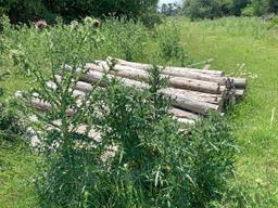50 - 8' Cedar Posts