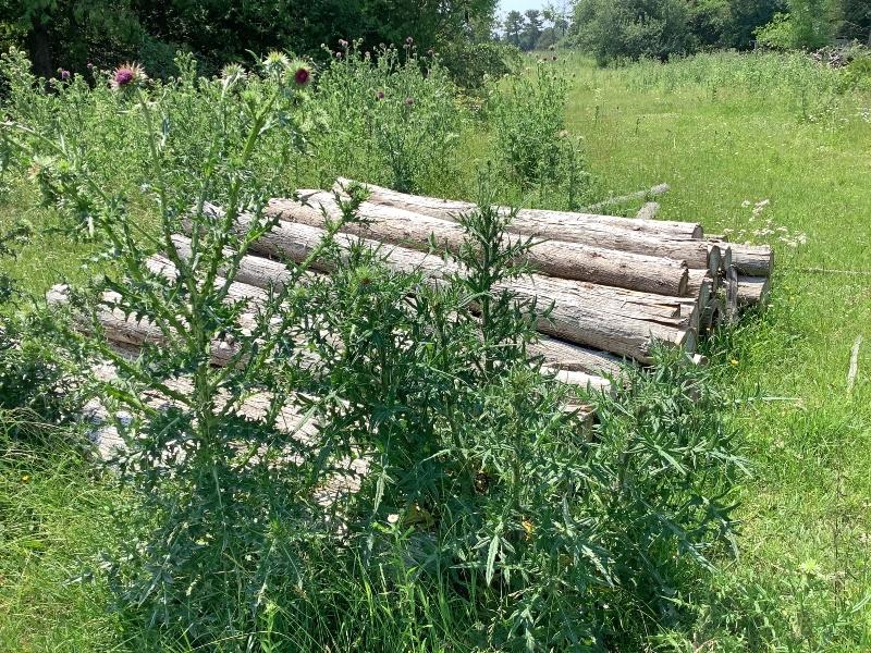 50 - 8' Cedar Posts