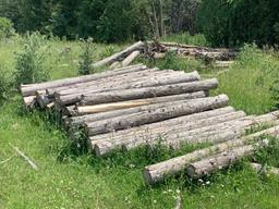 50 - 8' Cedar Posts
