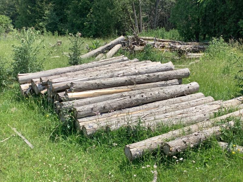 50 - 8' Cedar Posts