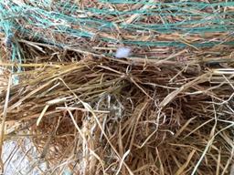 20 - 4x4 Bales of First Cut Hay