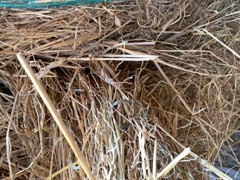20 - 4x4 Bales of First Cut Hay