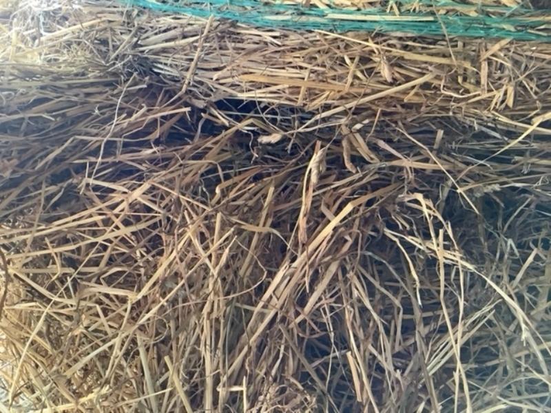 20 - 4x4 Bales of First Cut Hay