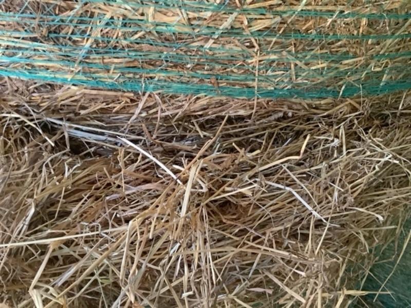 20 - 4x4 Bales of First Cut Hay