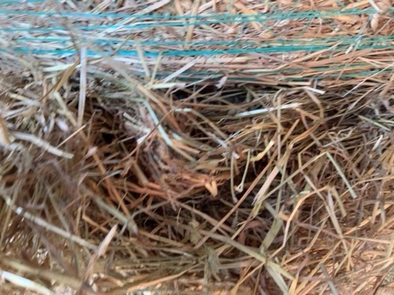 20 - 4x4 Bales of First Cut Hay