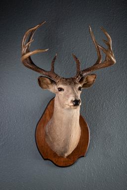 Massive Texas White Tail Deer, chest mount taken by Leo's Dad in Dimmit County, 1948.  Copy of Offic