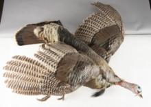 Full mounted Texas Rio Grande Turkey in half flight mounted on rustic log,with 8 1/2" beard. Nice ta