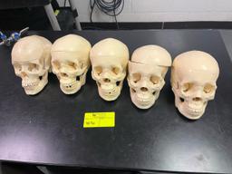 Loc: 3 Lab. Anatomy Skull Models. This lot is located at: 601 Franklin St, Hancock, MI 49930
